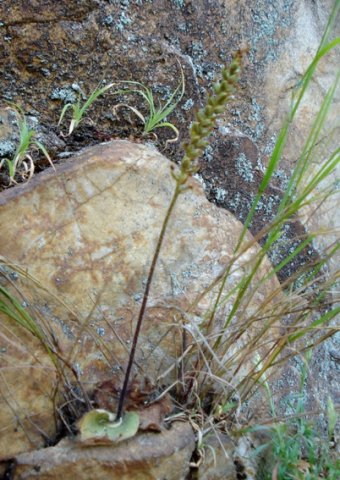 Holothrix villosa green capsules